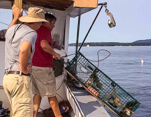 Hauling lobster traps on boat